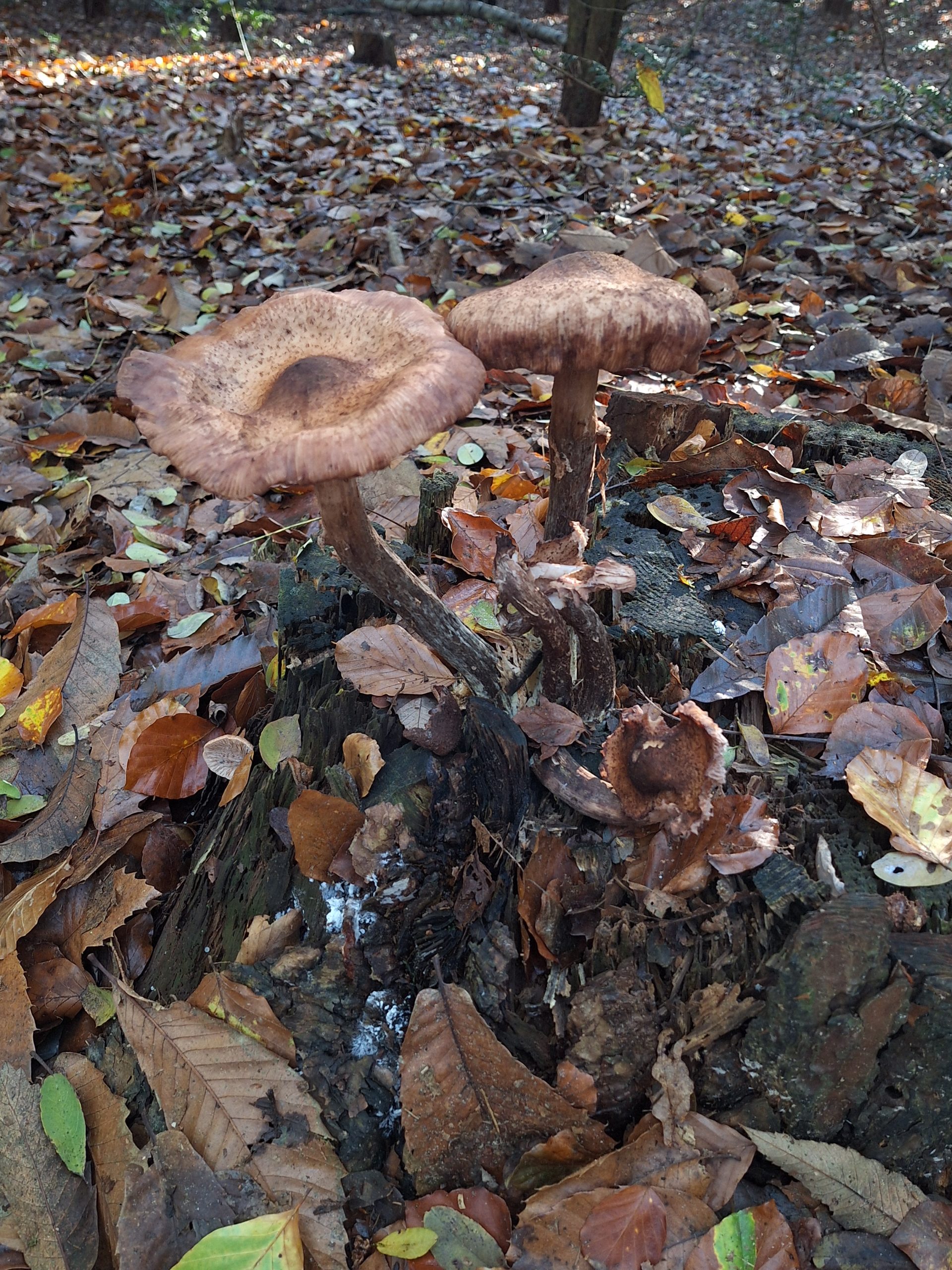 herfst
